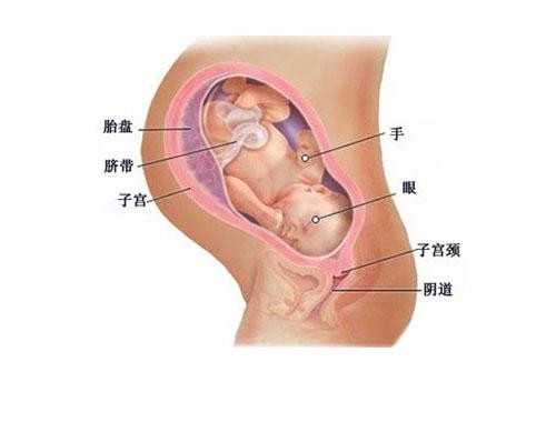 正规贵州代妈_试管婴儿移植后胚胎着床成功的早期迹象，快来看看你都有没有